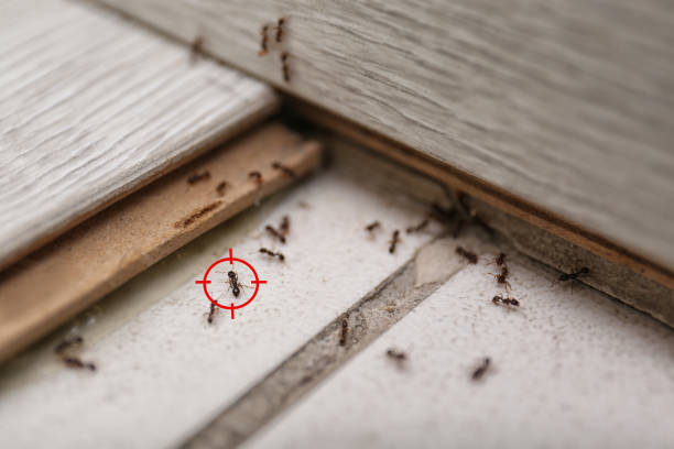 Best Insect Control  in Clear Lake, WA