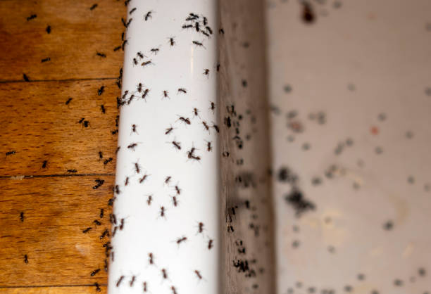 Best Flea Control Services  in Clear Lake, WA